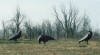 3 Crows in Field