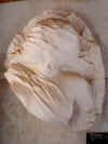 MuslumVictim, Cameo, Plaster Cast