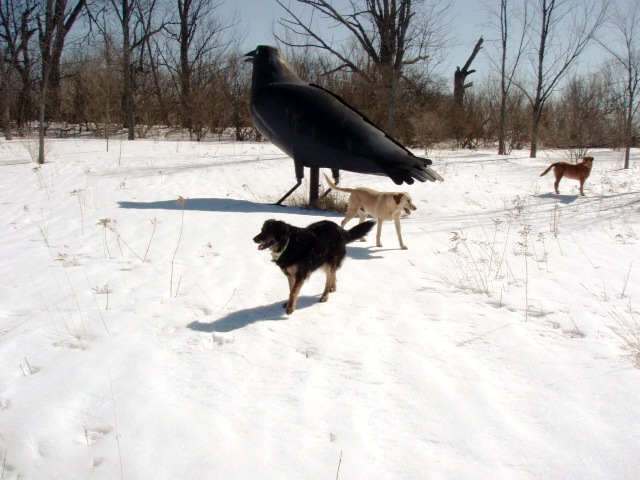 Kelsey and the Crows