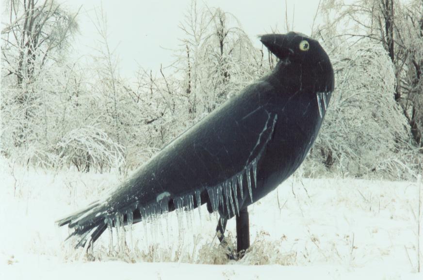 Iced Crow