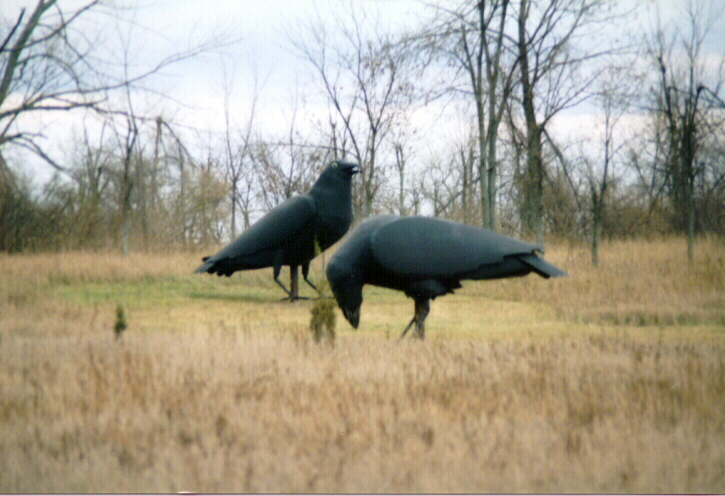 Crows in field