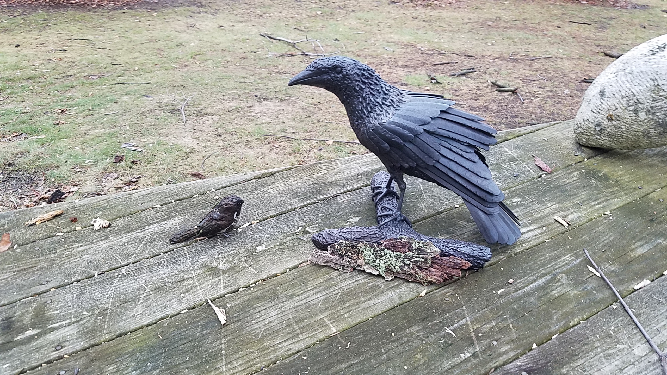 Viggo's Crow on my deck